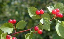 527-1408510891crataegus_dahurica2