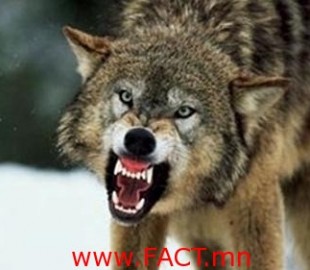 галзуу чоно