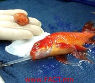 10616581_783599575070328_3479383779112378555_n-600x410-468x320