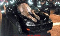 horse-hit-by-car519860963201410280921