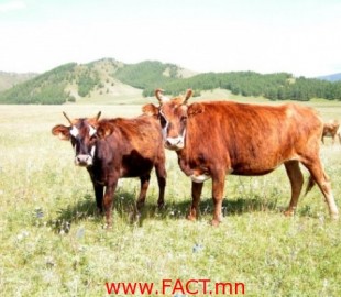 527-14155932405d6haadtr0n0ks71ptdf0p5iqs