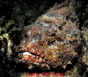 de9c95e17e79797boriginal