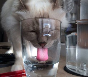 1610856_621191658003183_1607396356472602107_n