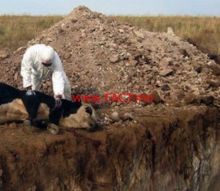 p19h4mv4g7190c11kfb1j5r2q301