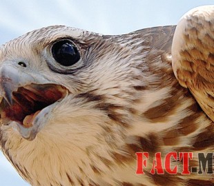 6hec8mh57m5k2q046bvl0llq73