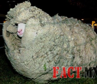 11813281_928925570511114_532390155803143930_n