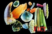 sand-grains-under-microscope-gary-greenberg-6
