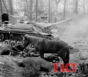 12107221_823059927810588_7519863940565149430_n