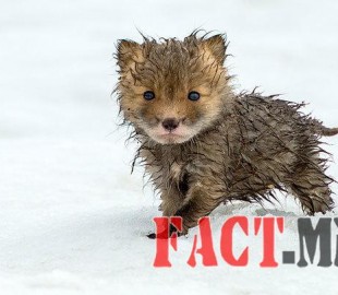 4v5sbqoeu009ftldg8uj0hgqu4_l