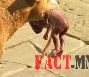 12189907_1159539434060966_5922559411802304924_n