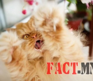 9495560-r3l8t8d-650-garfi-evil-grumpy-persian-cat-1__700