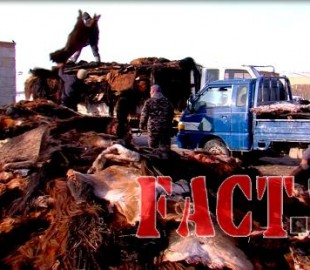 1452040238568c602e28d1e