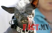 elwood-worlds-ugliest-dog