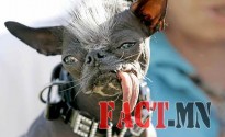 elwood-worlds-ugliest-dog