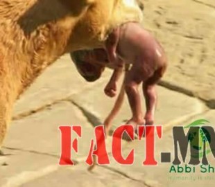 13087926_1019192084816811_3611548997973285166_n