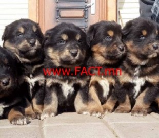 olloo_mn_1422578103_Untitled-1-600x329