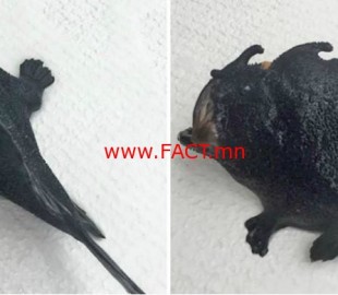 15109496_1110158425768610_634502798309941776_n