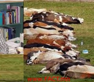 olloo_mn_1411517674_ulzitogtoh