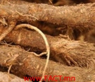 дэрвэгэр-жигрүү