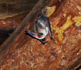 27545009_1831329657166773_310824849216230413_n