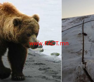 olloo_mn_1541400085_baawgai