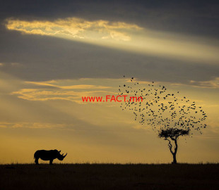 siena-international-photo-awards-winners-2018-58-5be00c7ab97bf__880