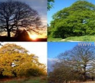 jt99ftmeq59r2h6ecl2r4h6kq_b