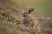 Mountain hare (Lepus timidus) in summer pelage amongst heather, Cairngorms National Park