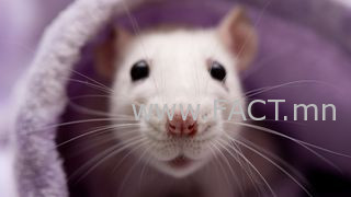 7auVjCELrhFKTPfudXRTgc-320-80