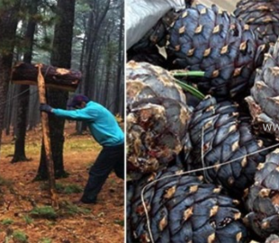 wyNbmBd4TOODcTzPAmbc