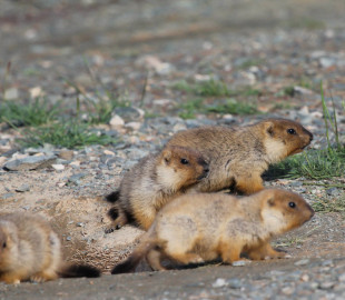 y9Ob4e63oeE1D4IHOHDj