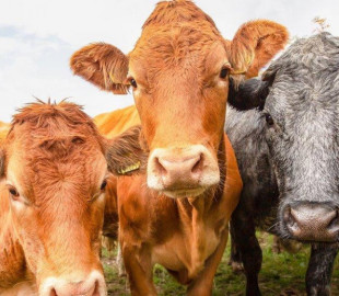 325736-06122024-1733447447-1527782196-_129943850_gettyimages-1427137014