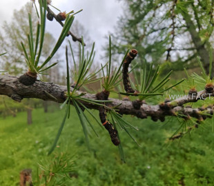 ff925b2cb137770b0eeaaa1478842790_x3